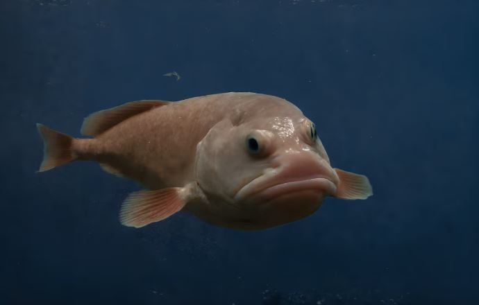 'Animal mais feio do mundo' é eleito peixe do ano na Nova Zelândia