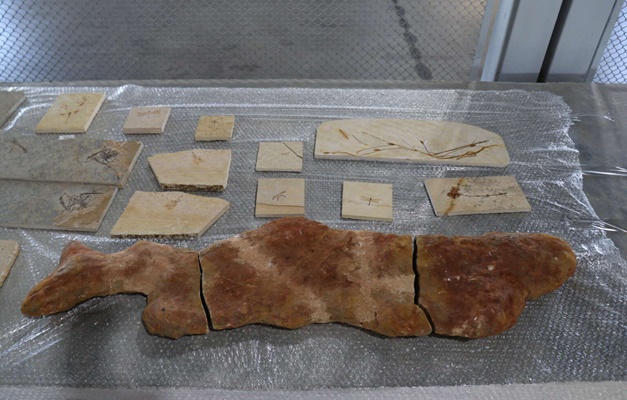 Fósseis repatriados da França vão para museu no Ceará