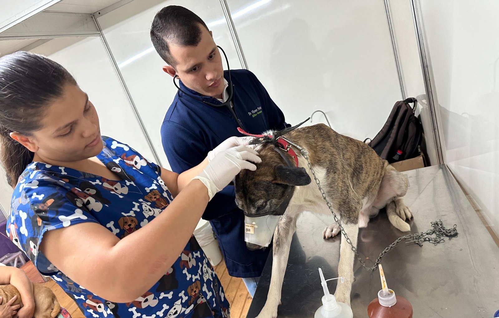  Mutirão em Goiânia disponibiliza atendimentos veterinários gratuitos 