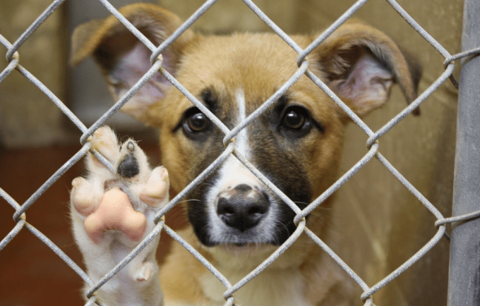  Omissão no cuidado está entre crimes mais comuns de maus-tratos a animais