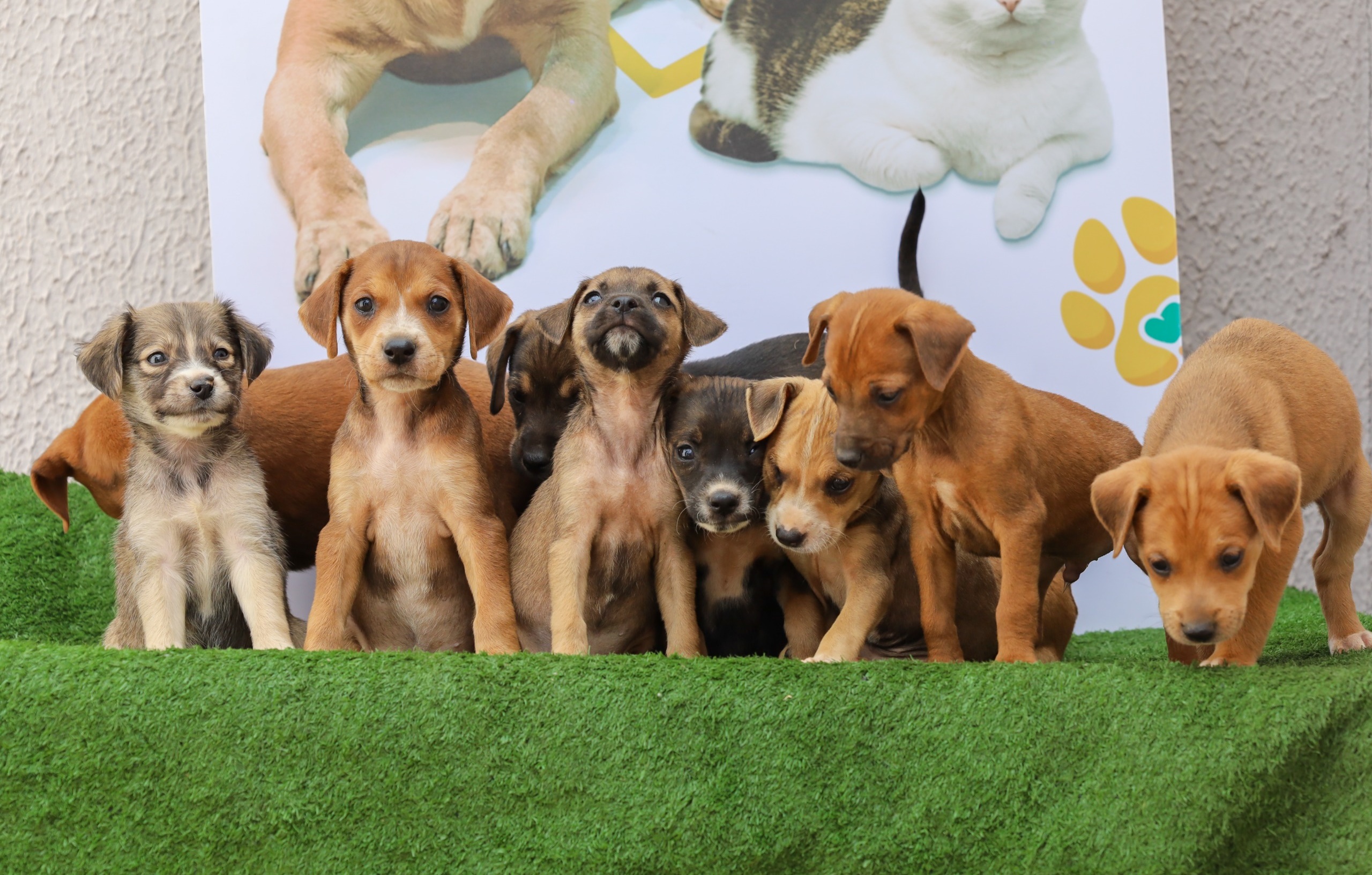  Prefeitura de Aparecida realiza evento de adoção de cães e gatos