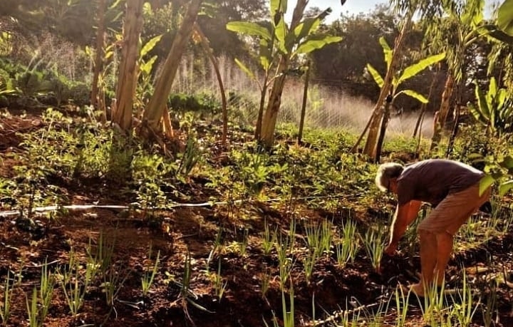  Sistema agroflorestal: fonte de renda sustentável e em alta