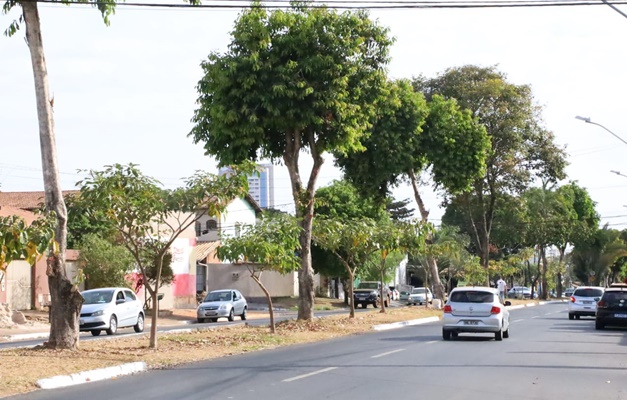 146 jamelões serão substituídos no Jardim Novo Mundo em Goiânia