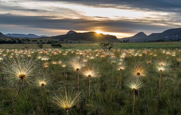 A COP30, o cerrado e o risco do ponto de não retorno