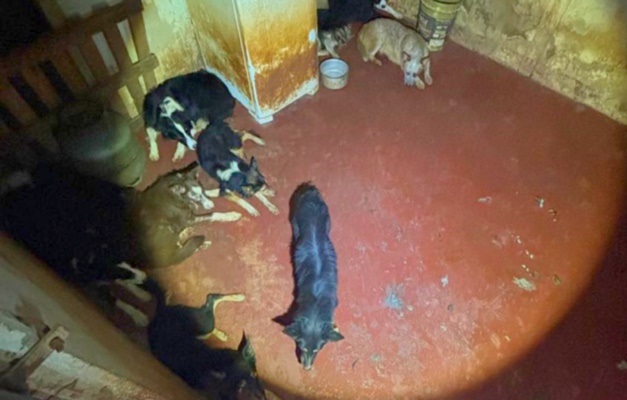 Adestrador de cachorros é preso por maus-tratos em Rio Verde