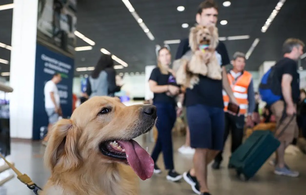 Aéreas podem se negar a embarcar animais de suporte emocional, diz STJ