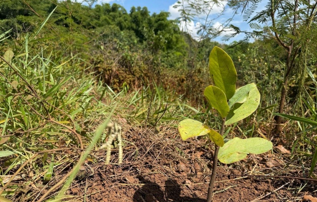 Aeroporto de Goiânia planta mudas nativas do Cerrado em área de nascente