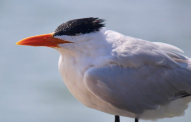 Agricultura confirma mais 2 casos de gripe aviária em aves silvestres
