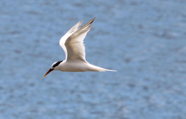 Agricultura confirma mais 5 casos de gripe aviária em aves silvestres; total sobe para 114