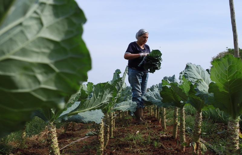 Agricultura familiar: a base da alimentação em Goiás e no mundo