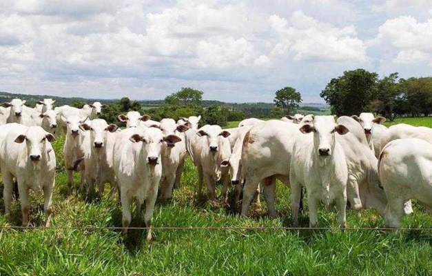 Agrodefesa alerta pecuaristas sobre importância da declaração de rebanho