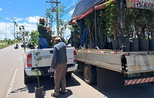 Agrodefesa apreende quase 6 toneladas de mudas comercializadas ilegalmente