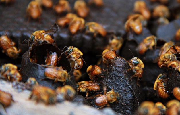 Agrodefesa de Goiás orienta importância de cadastro de criadora de abelhas