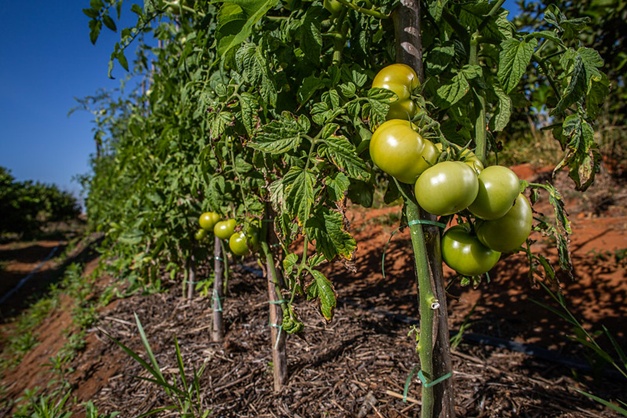 Agrodefesa orienta sobre o transplantio de mudas de tomate em Goiás