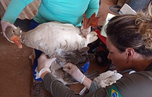 Agrodefesa realiza exames em aves em 200 fazendas de Goiás