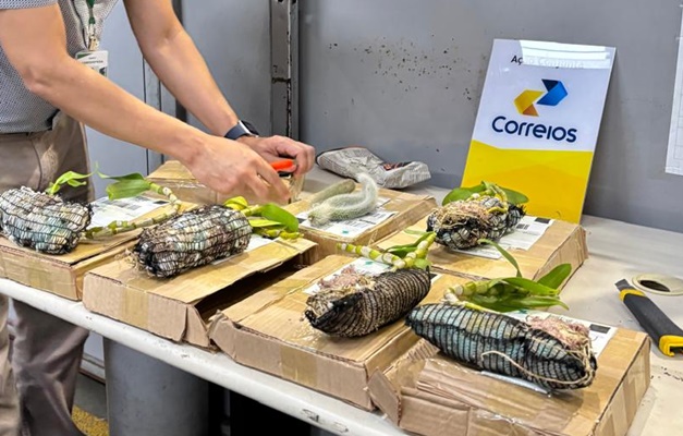Agrodefesa recolhe sementes e mudas irregulares enviadas pelos Correios