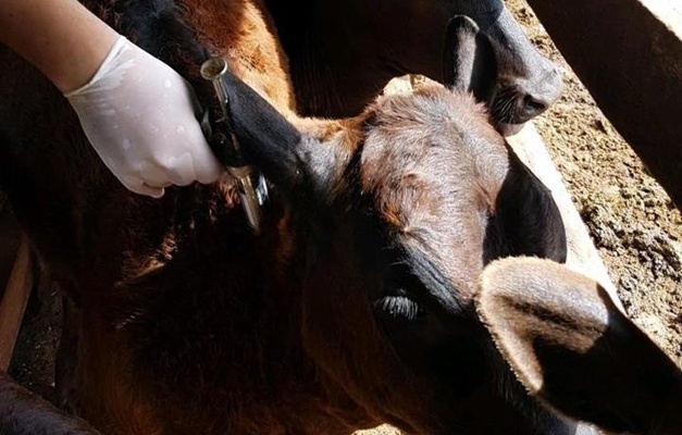 Agrodefesa reforça importância de notificação de casos suspeitos de raiva