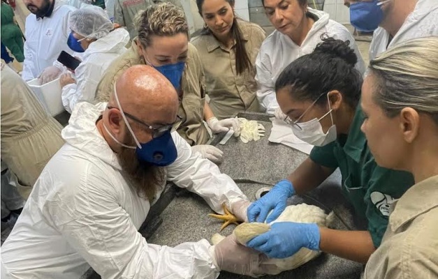 Agrodefesa treina veterinários para casos suspeitos de gripe aviária
