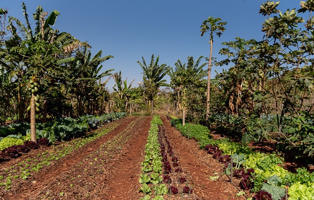 Agrofloresta gera 15 toneladas de alimentos por ano em Sto. Antônio de Goiás