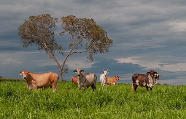 Agropecuária goiana vai receber mais de R$ 16 milhões do FCO Rural