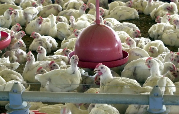 Albânia, Namíbia e Índia suspendem importação de frango do Brasil