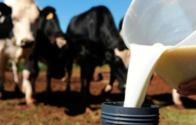 Alimentação do gado lidera gastos no índice de insumos do leite em Goiás