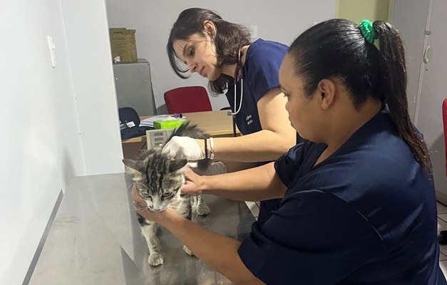 Amma leva atendimento veterinário ao Mutirão da Prefeitura de Goiânia