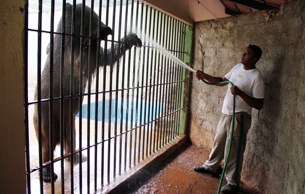 Animais do Zoo de Goiânia recebem tratamento especial para espantar o calor