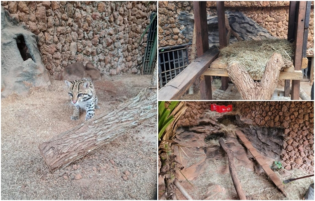 Animais do Zoológico de Goiânia recebem tratamento especial devido ao frio 
