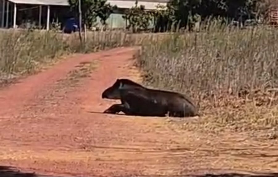 Anta ferida é resgatada em propriedade rural de São João D’Aliança 