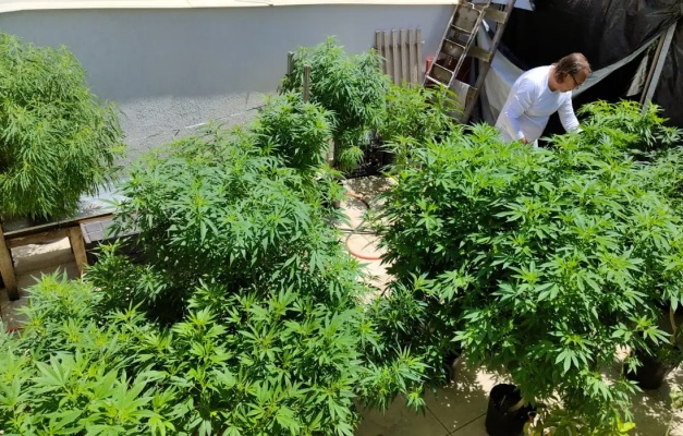 Anvisa abre consulta pública para revisar normas sobre produtos à base de cannabis