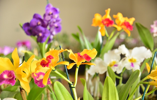 Aparecida celebra Dia das Mães com exposição de orquídeas e rosas do deserto