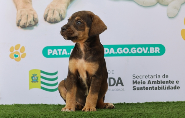 Aparecida de Goiânia promove evento de adoção responsável de cães e gatos