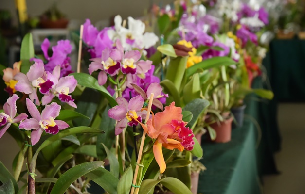 Aparecida de Goiânia recebe 21ª Exposição de Orquídeas e Rosas do Deserto