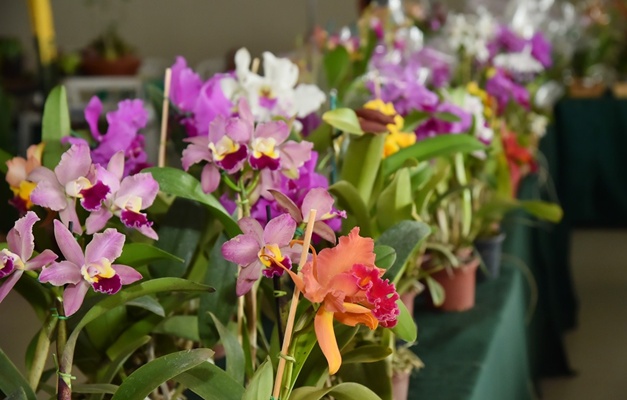 Aparecida de Goiânia recebe a 22ª Exposição de Orquídeas e Rosas do Deserto