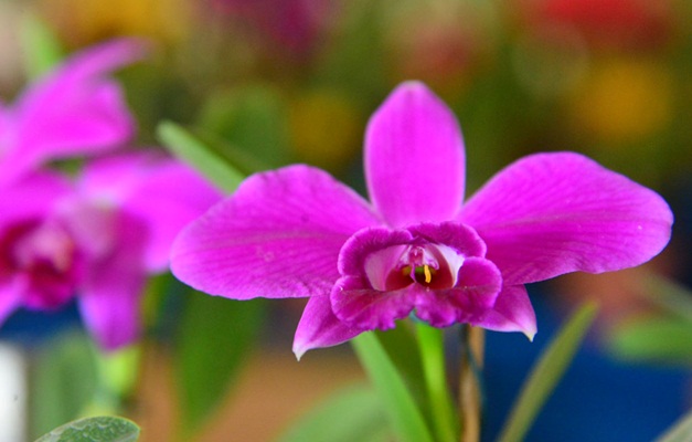 Aparecida de Goiânia recebe Exposição de Orquídeas e Flor do Deserto