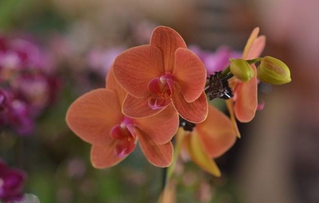 Aparecida de Goiânia recebe nova exposição de Orquídeas e Rosas do Deserto