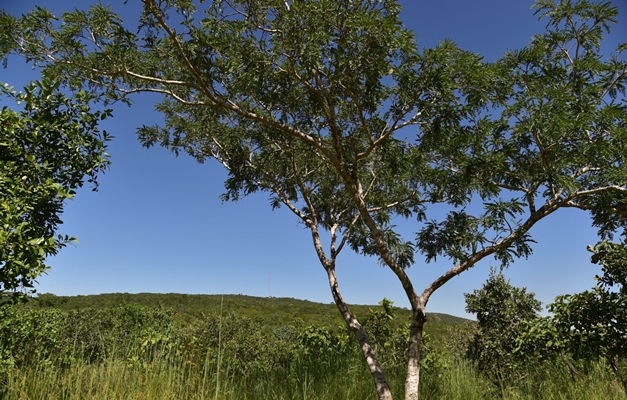 Aparecida lança plano de contingência de incêndio na Serra da Areia
