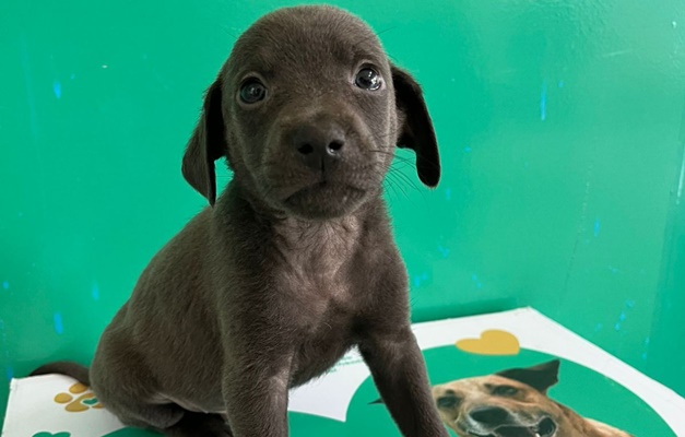 Aparecida recebe feira de adoção de cães e gatos neste sábado (18/10)