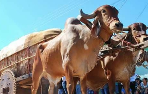 Araçu realiza 13º Encontro de Carreiros e Cavaleiros neste fim de semana