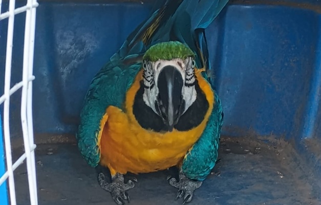 Arara-canindé é resgatada às margens da BR-153 em Gurupi