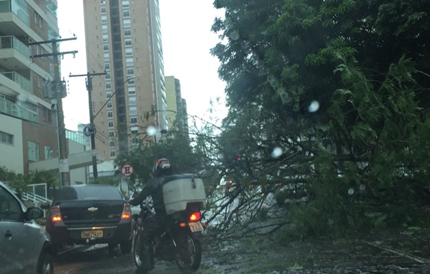 Árvore cai durante chuva e bloqueia parcialmente a Av. T-13, em Goiânia
