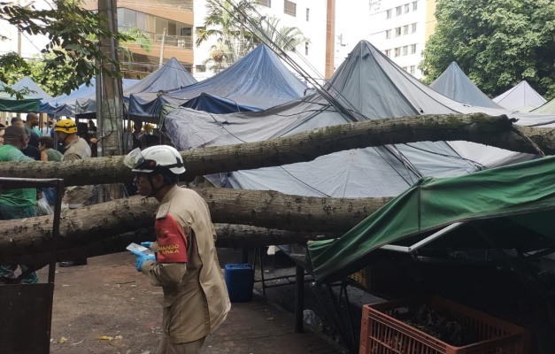 Árvore cai em feira do Setor Oeste e deixa vítimas em Goiânia