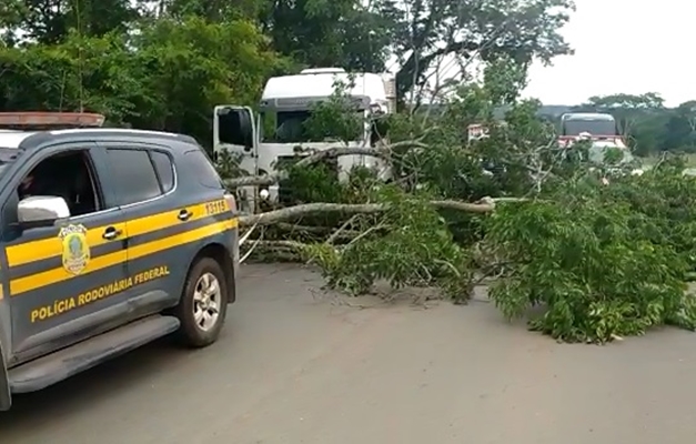 Árvore cai na BR-060 e interdita sentido Anápolis-Goiânia da rodovia