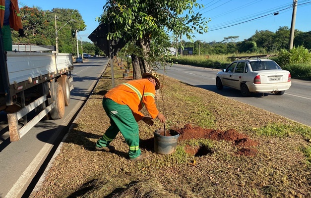 Árvores floríferas vão substituir jamelões na Vila Pedroso, em Goiânia