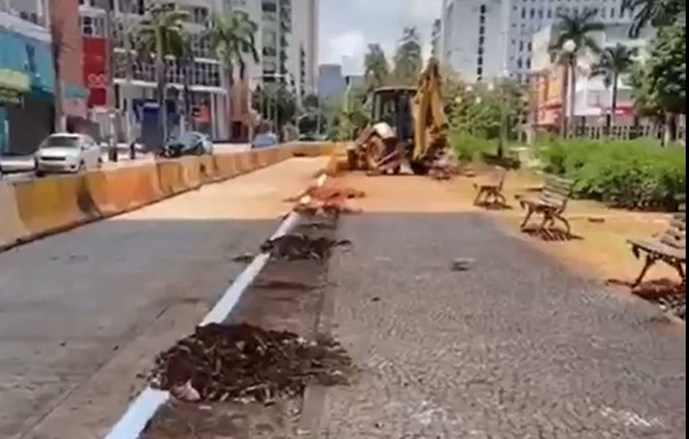 Árvores retiradas na Avenida Goiás serão compensadas com 1.350 novas mudas