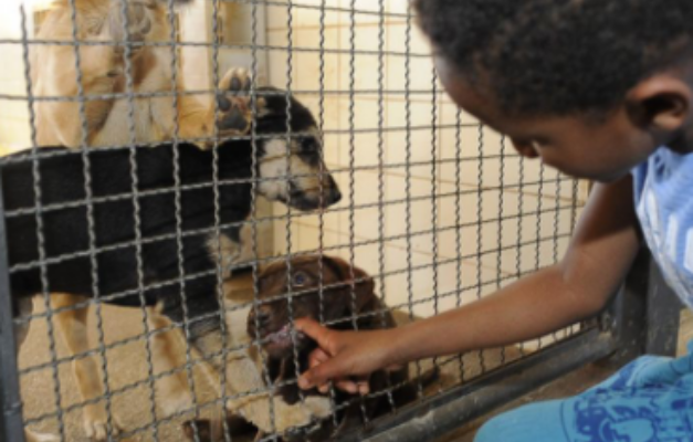 Assembleia Legislativa de São Paulo proíbe a venda de animais em pet shops