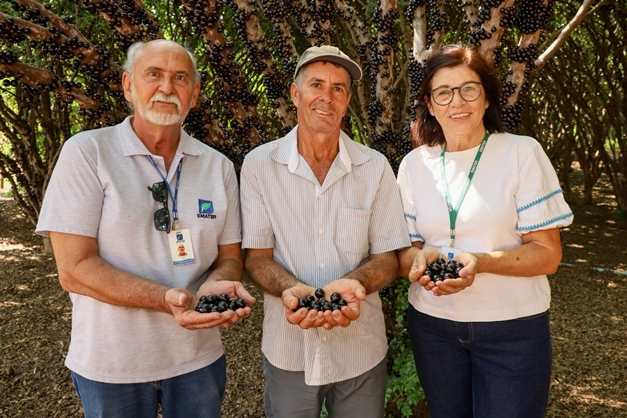 Assistência da Emater Goiás melhora produção de jabuticaba em Hidrolândia