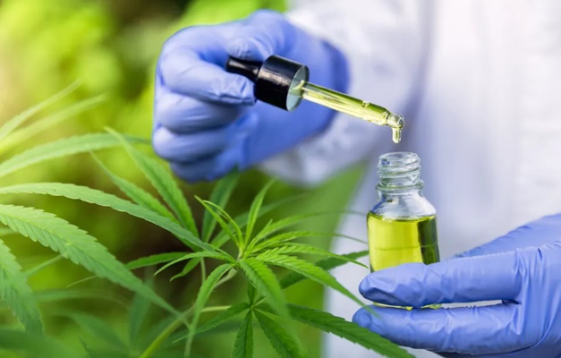 Associação do RJ consegue permissão para cultivar cannabis medicinal