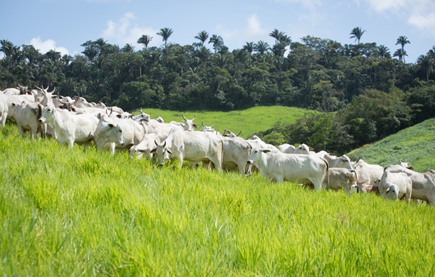 Atividade econômica em Goiás é a maior do Brasil em novembro